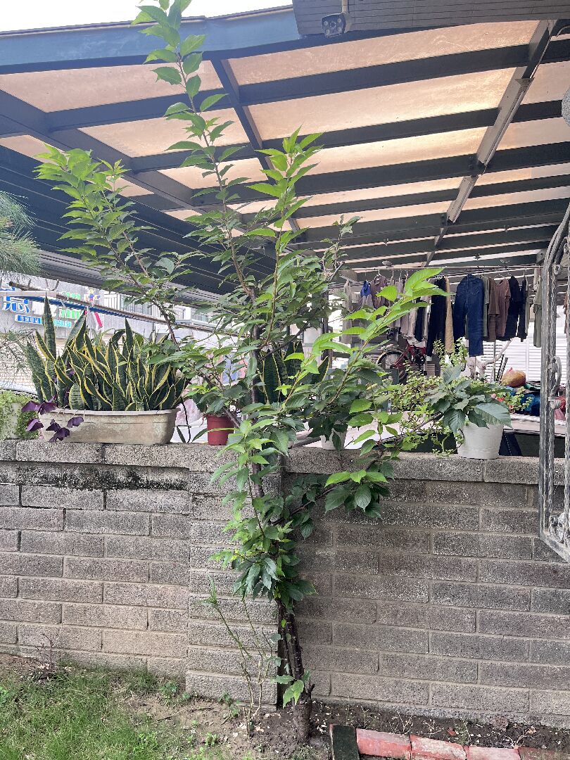 櫻花和五葉松修剪