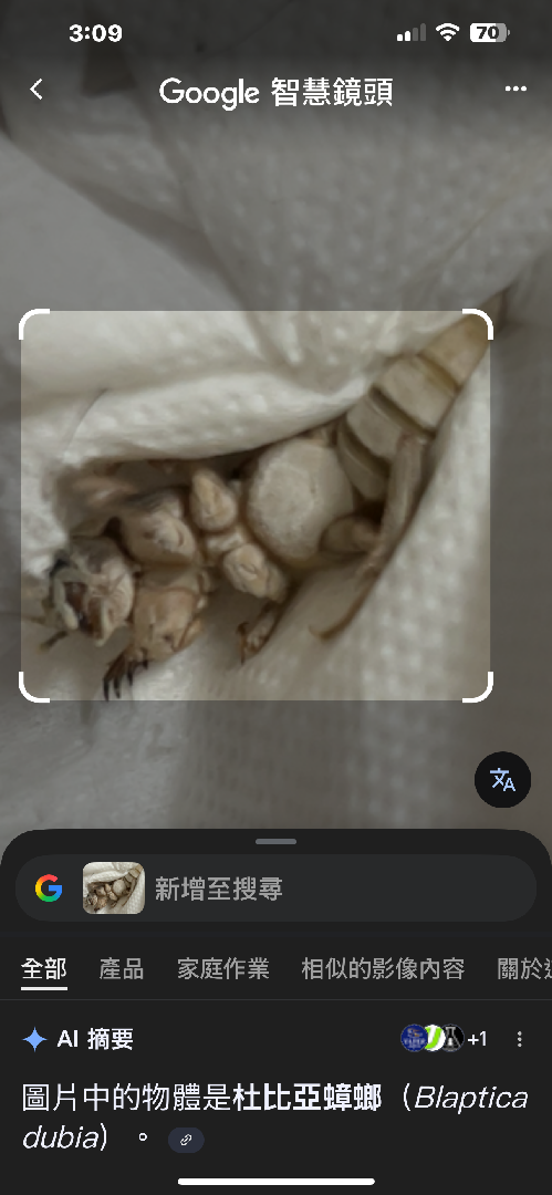 像蟋蟀的白色蟲