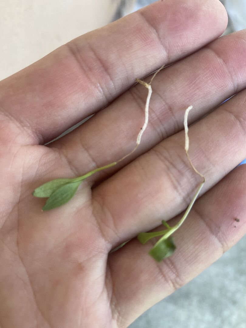 香菜苗中間部位枯掉?