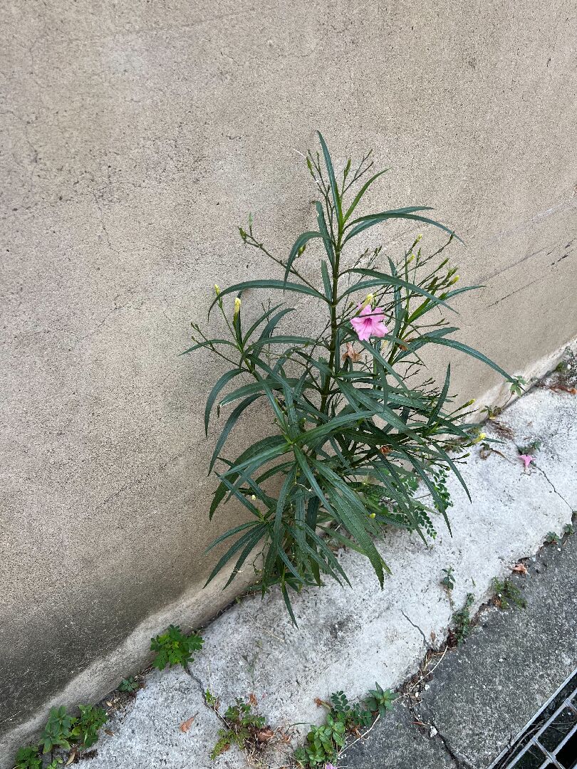 請問照片中巷子內牆邊生長的植物是什麼(粉紅色花)