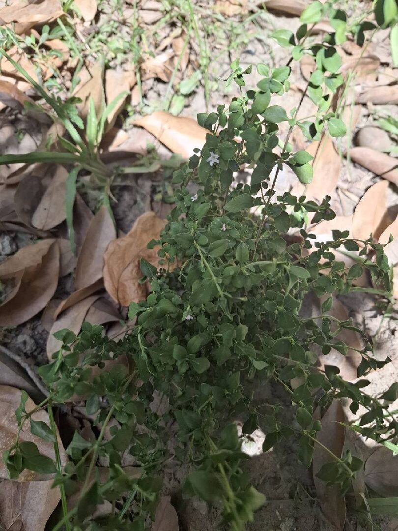 請問照片中的植物是什麼?