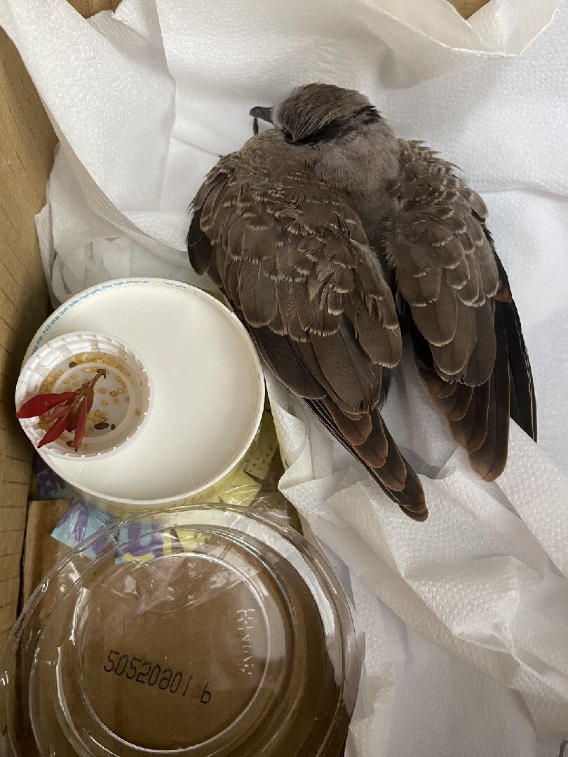 斑鳩習性