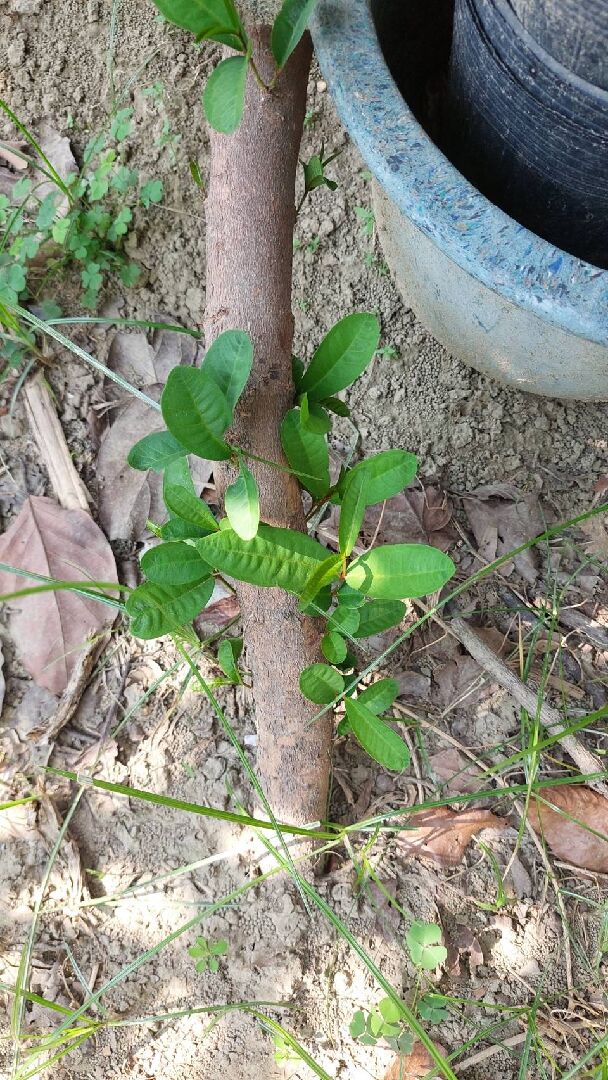 請問這是什麼植物？