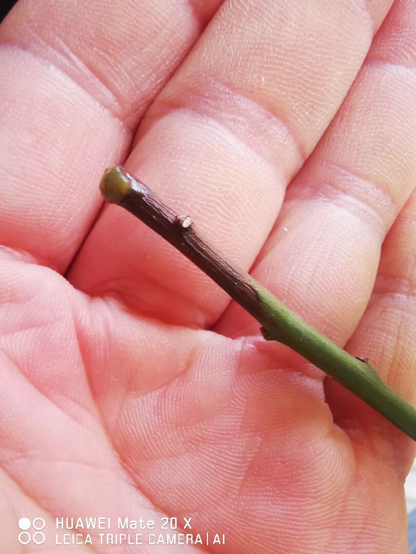 梅花是不是生病了