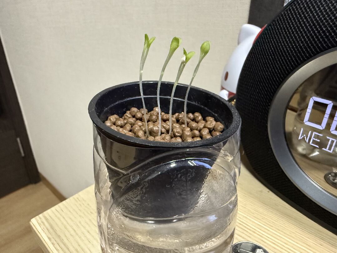 水培新人請教，生菜幼苗一直在徒長