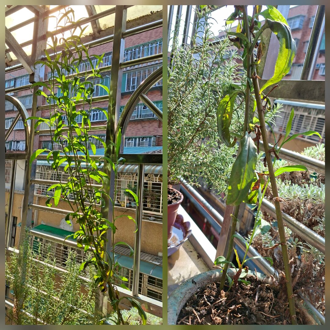 想知道盆栽長了什麼