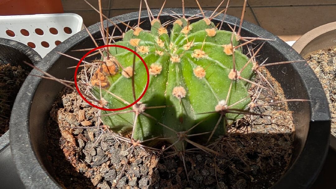 請教一下我的這盆長盛丸是生病了嗎? 