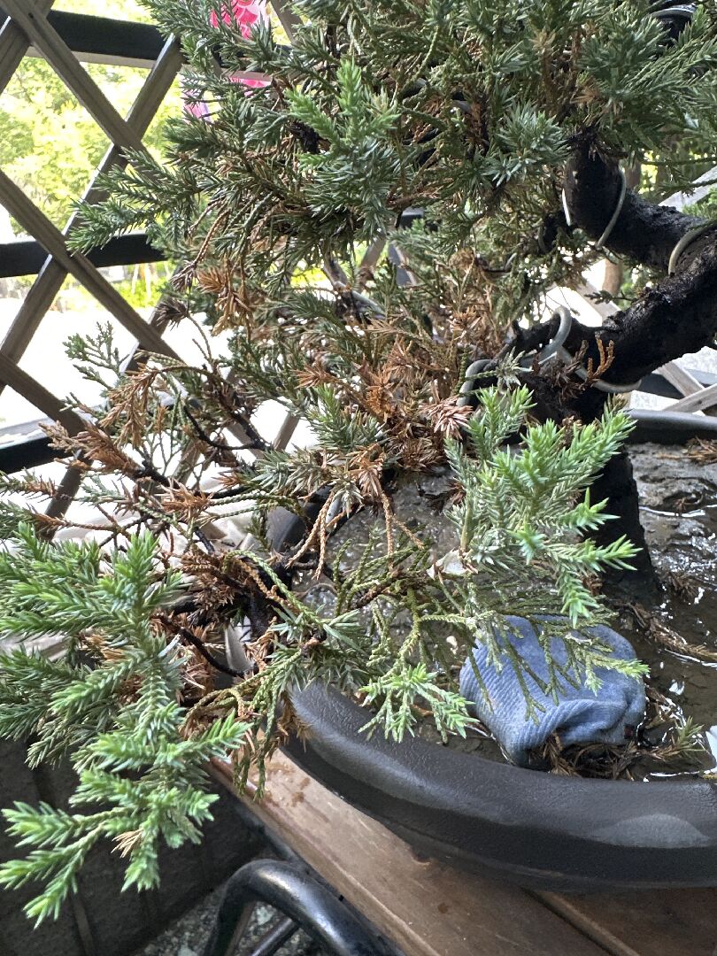 真柏葉發黃