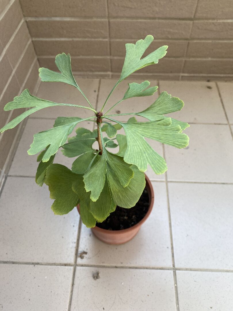 銀杏葉是否不夠翠綠