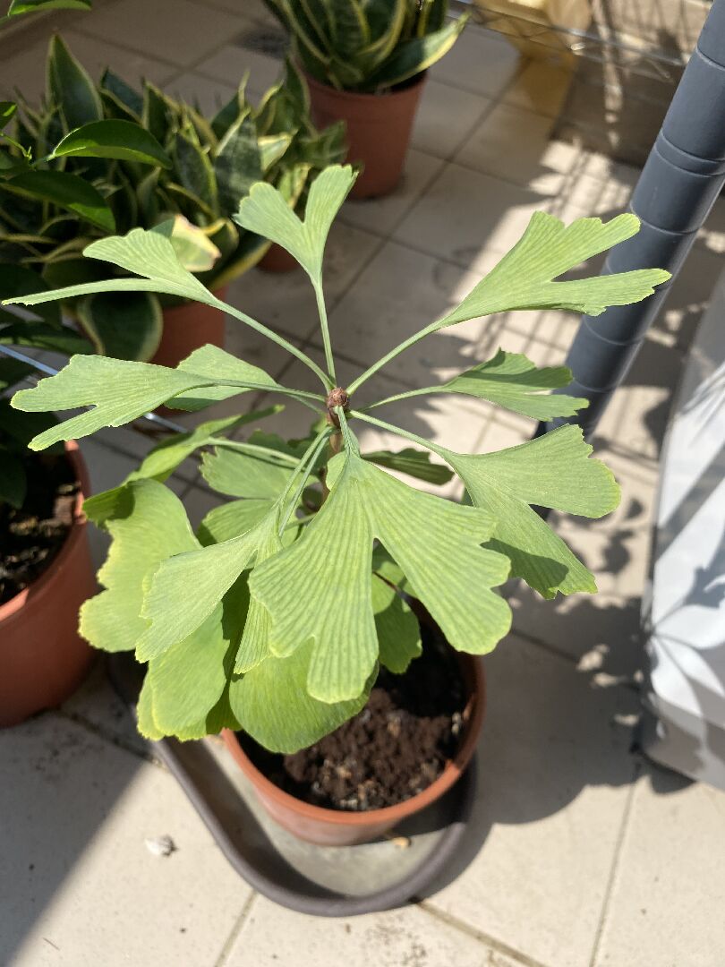 銀杏葉是否不夠翠綠