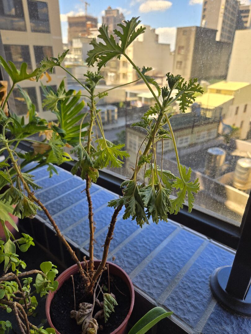 天竺葵葉片蜷縮跟枯萎