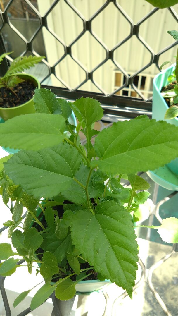 這是什麼植物？