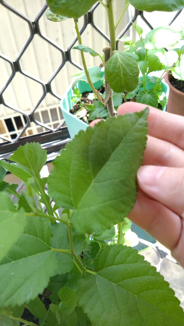 這是什麼植物？