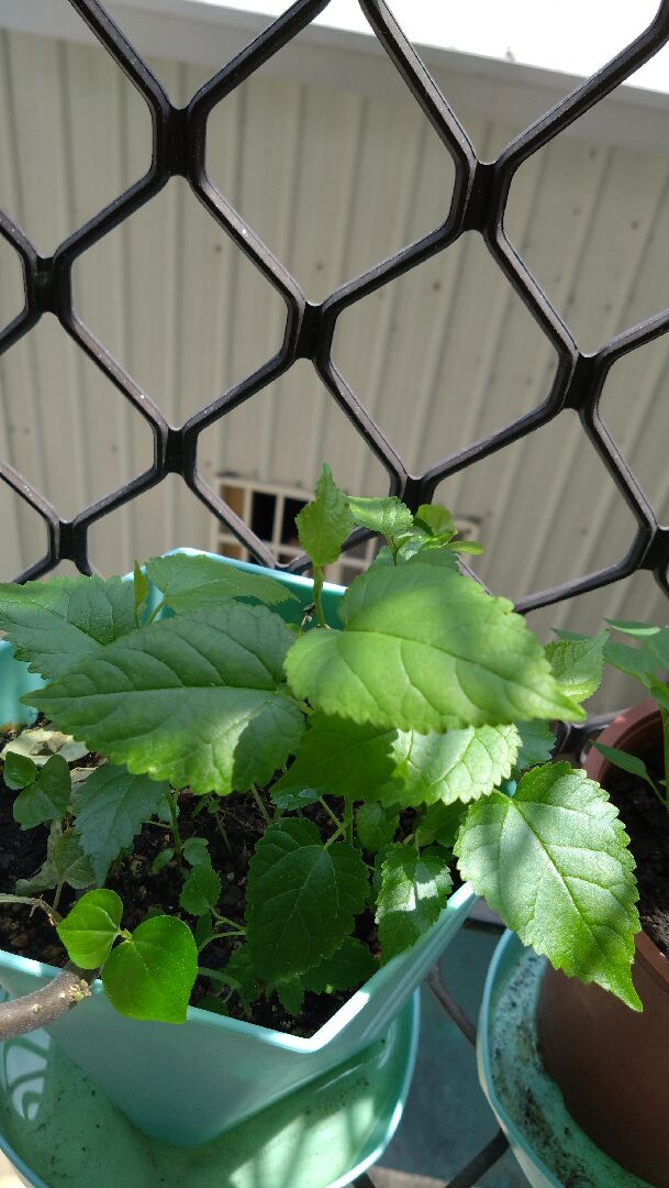這是什麼植物？