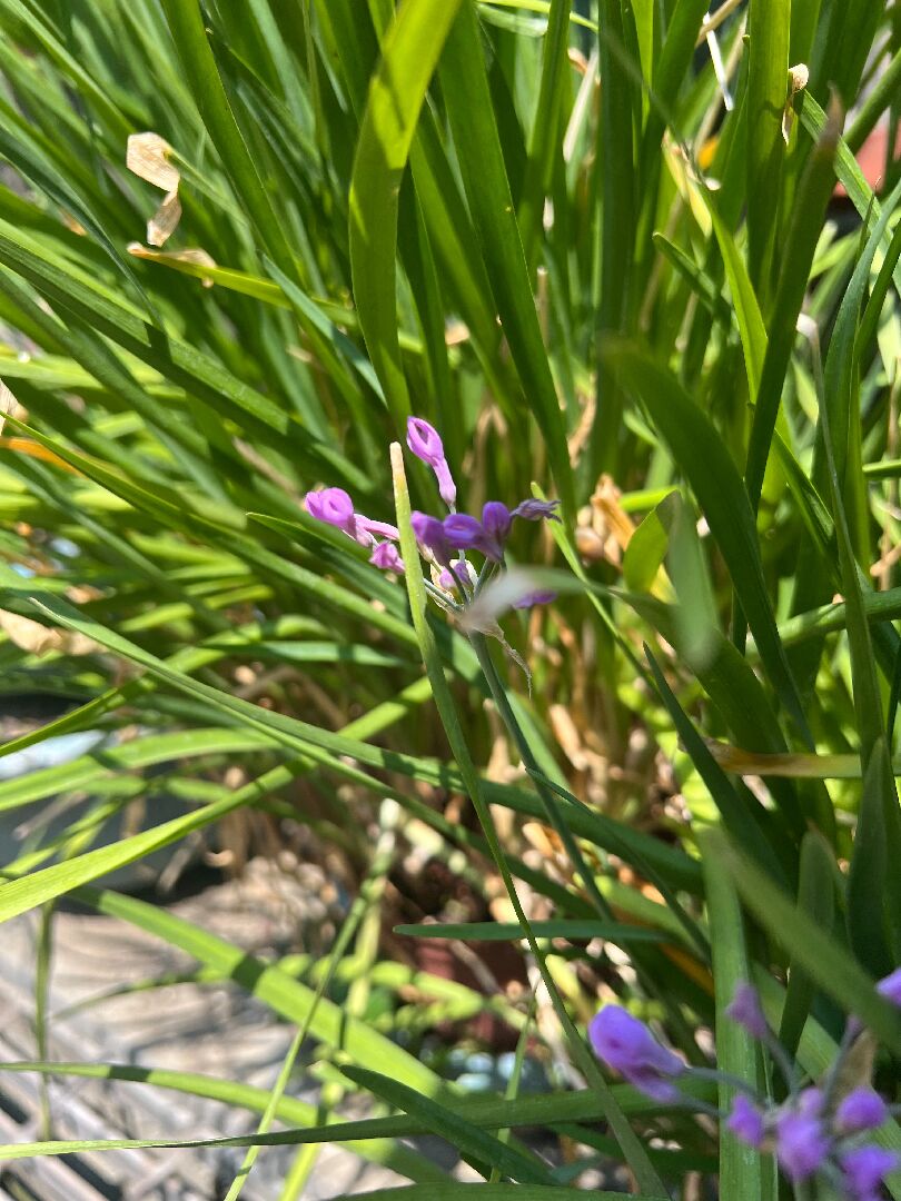 這是什麼植物