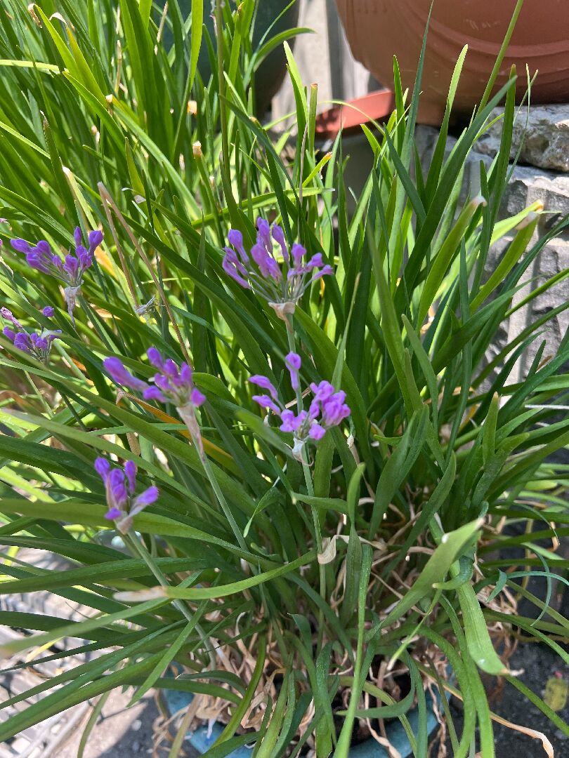 這是什麼植物