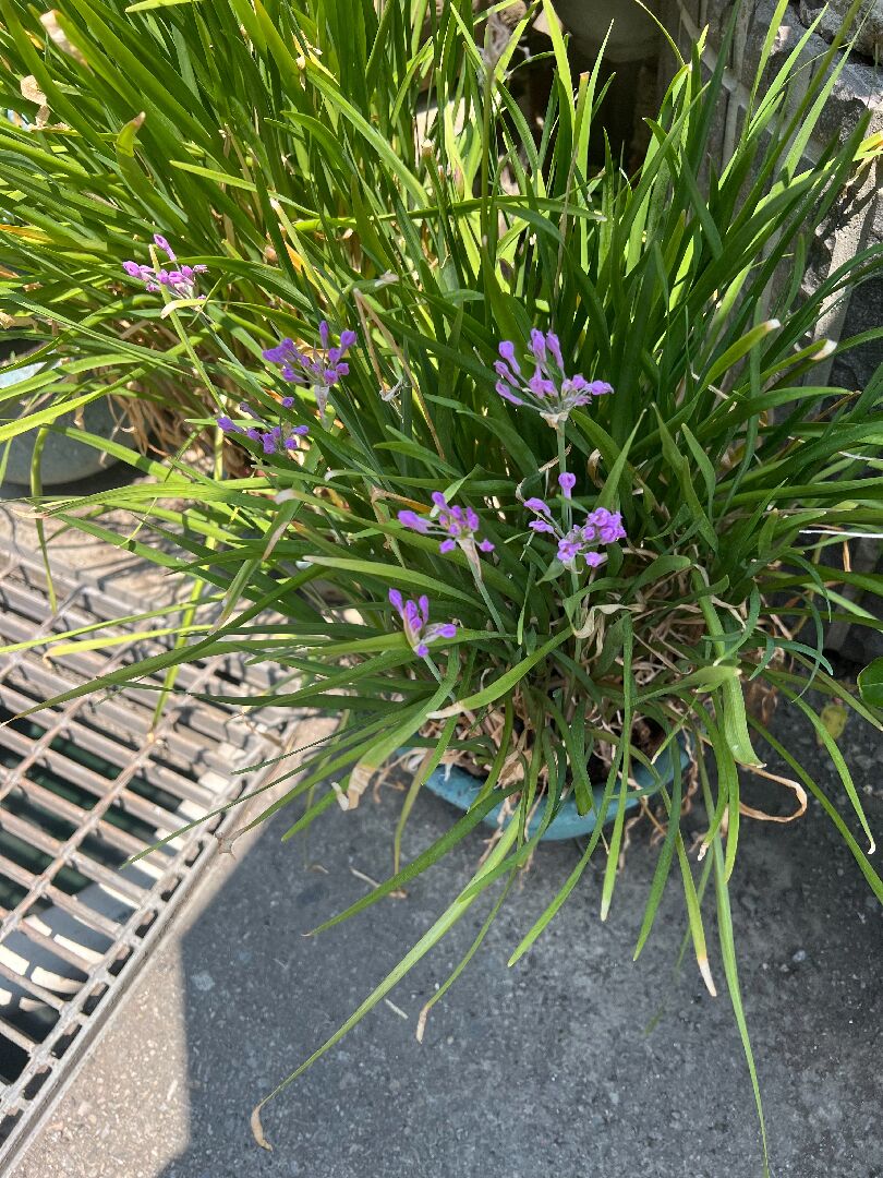 這是什麼植物