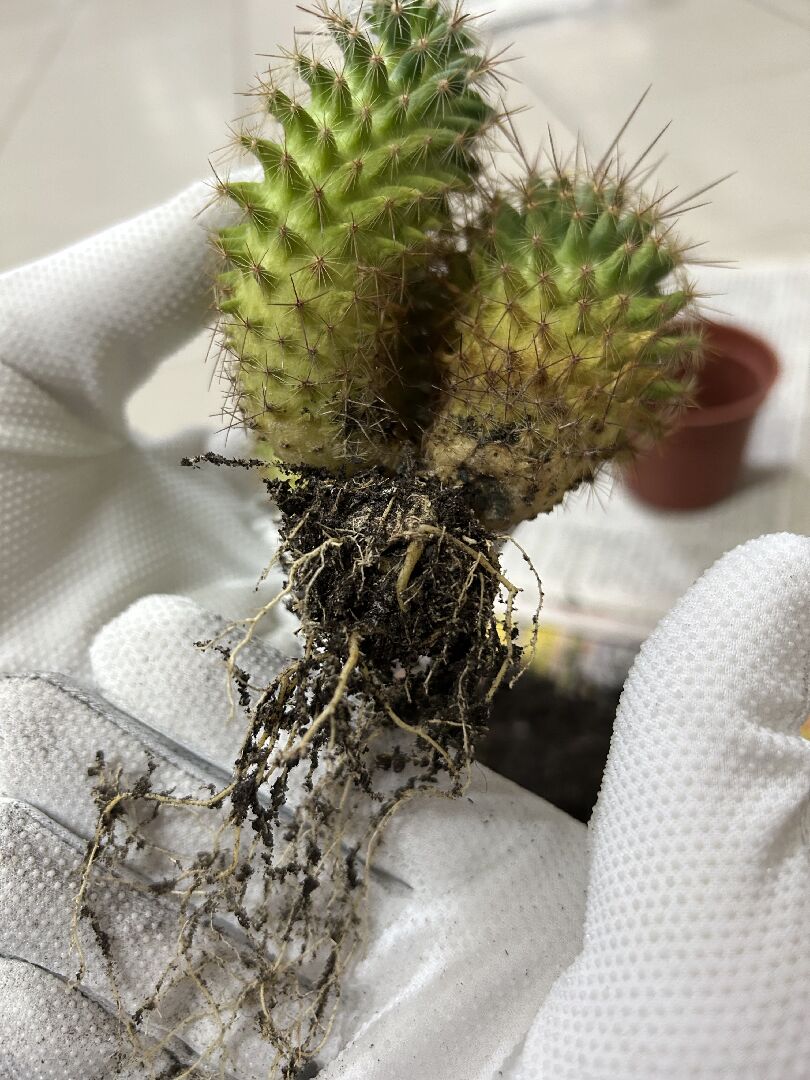 仙人掌生長問題