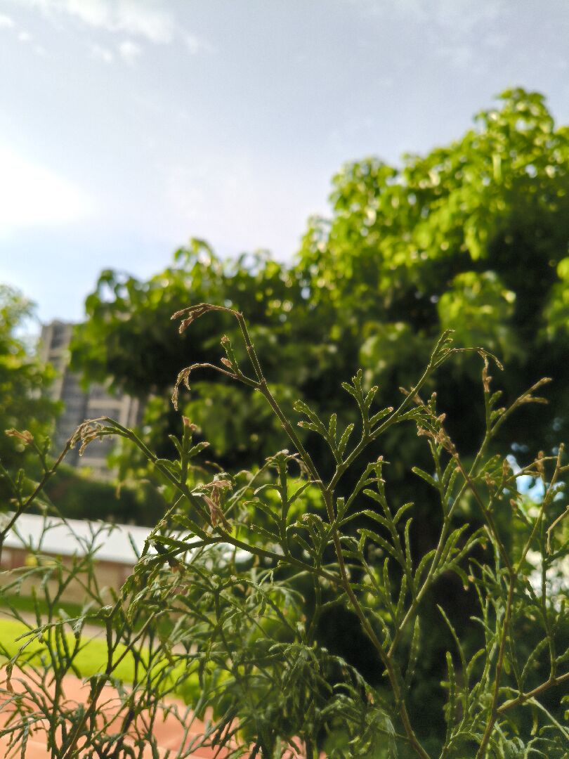 肖楠葉子枯黃