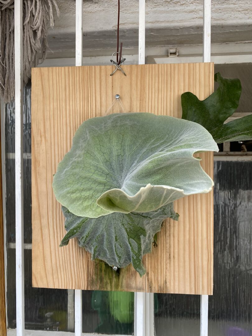 鹿角蕨 P. Grade生長狀態