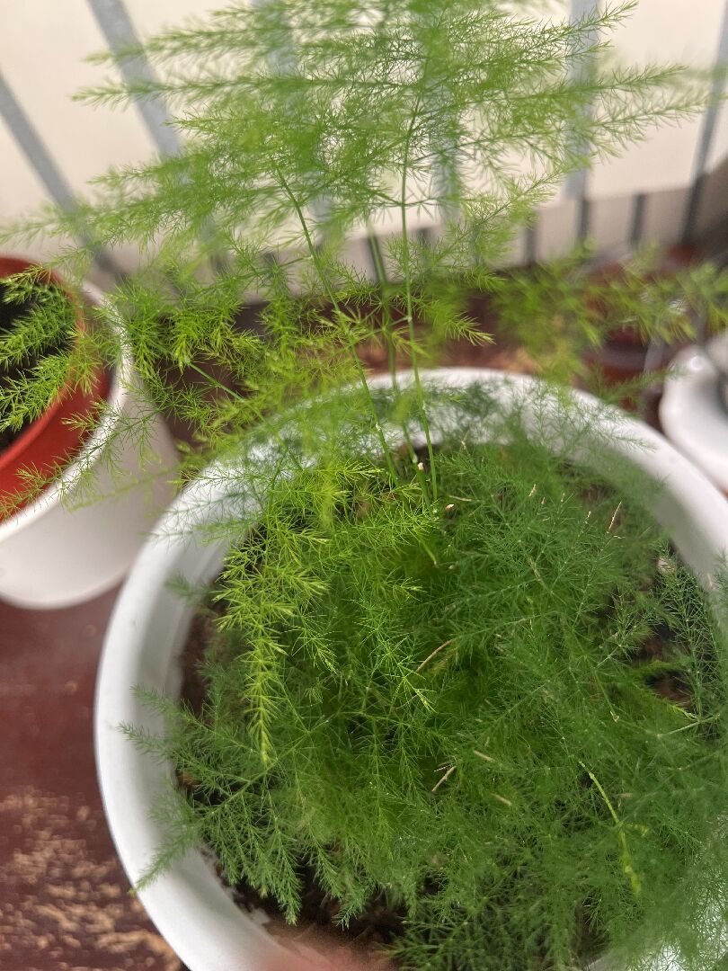 盆栽植物品種