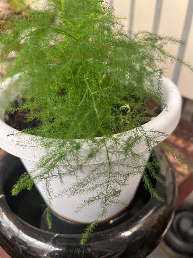 盆栽植物品種