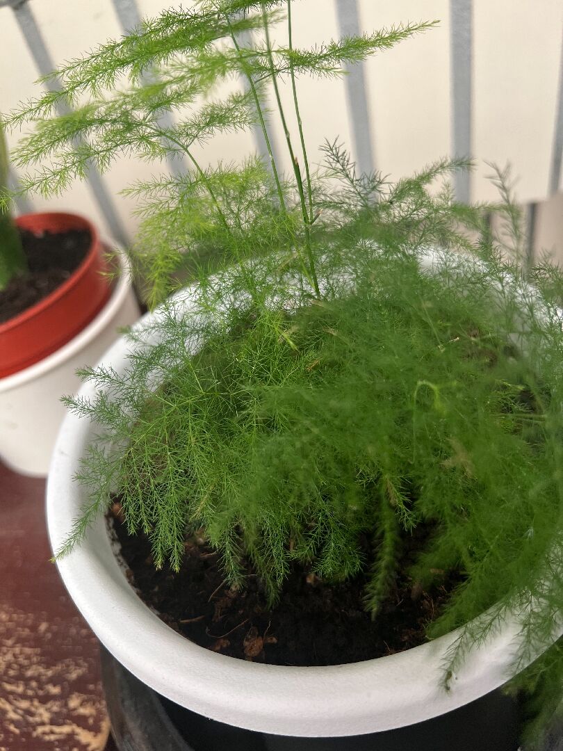 盆栽植物品種