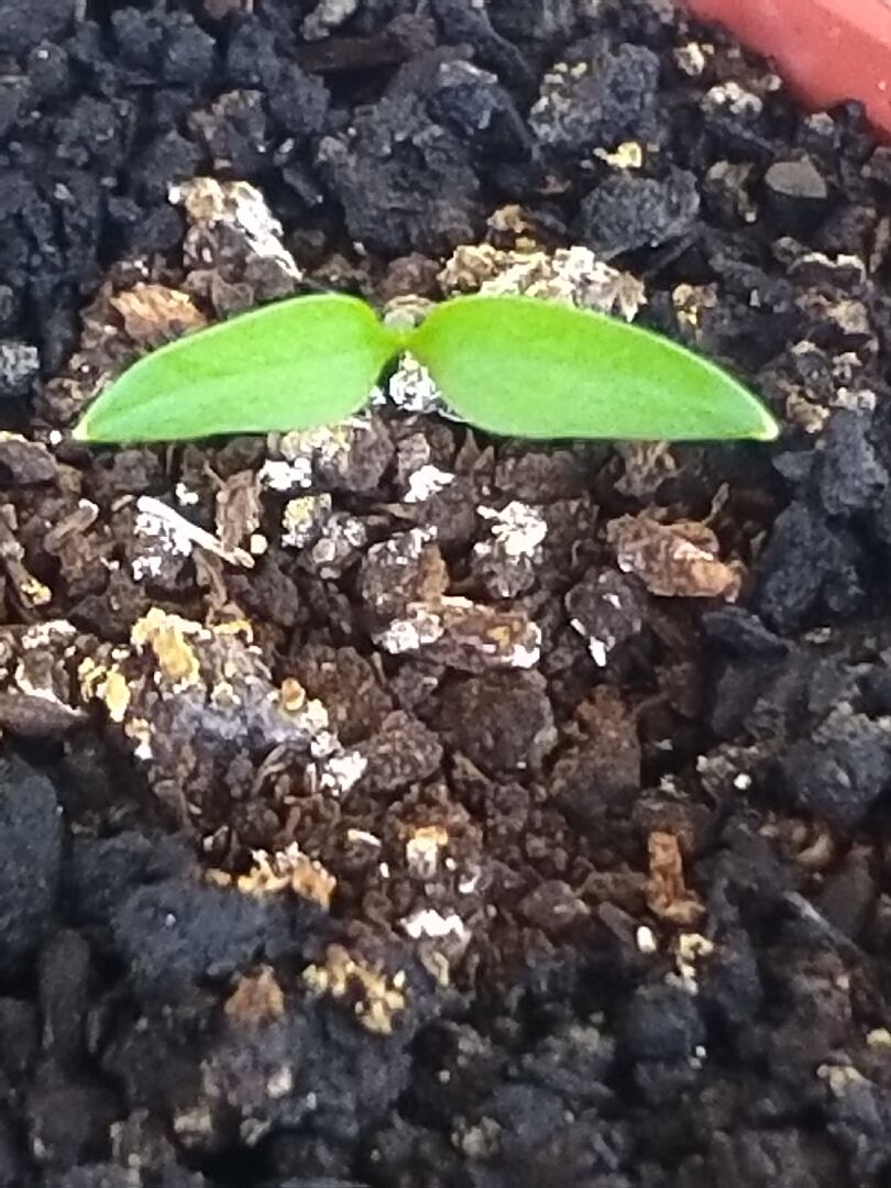 請問小顆的幼苗是青椒還是辣椒