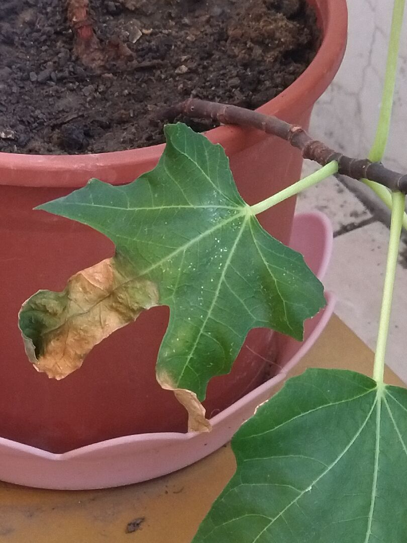 請問小顆的幼苗是青椒還是辣椒