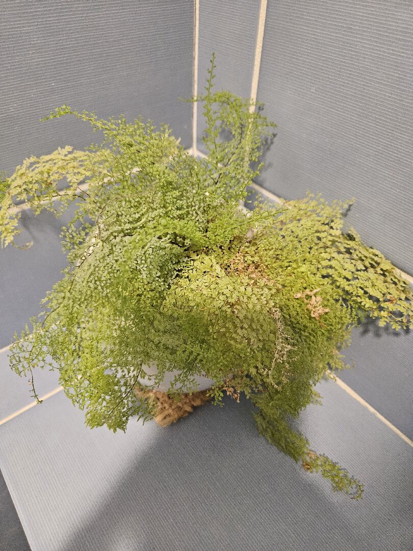 請問這是什麼品種的鐵線蕨？