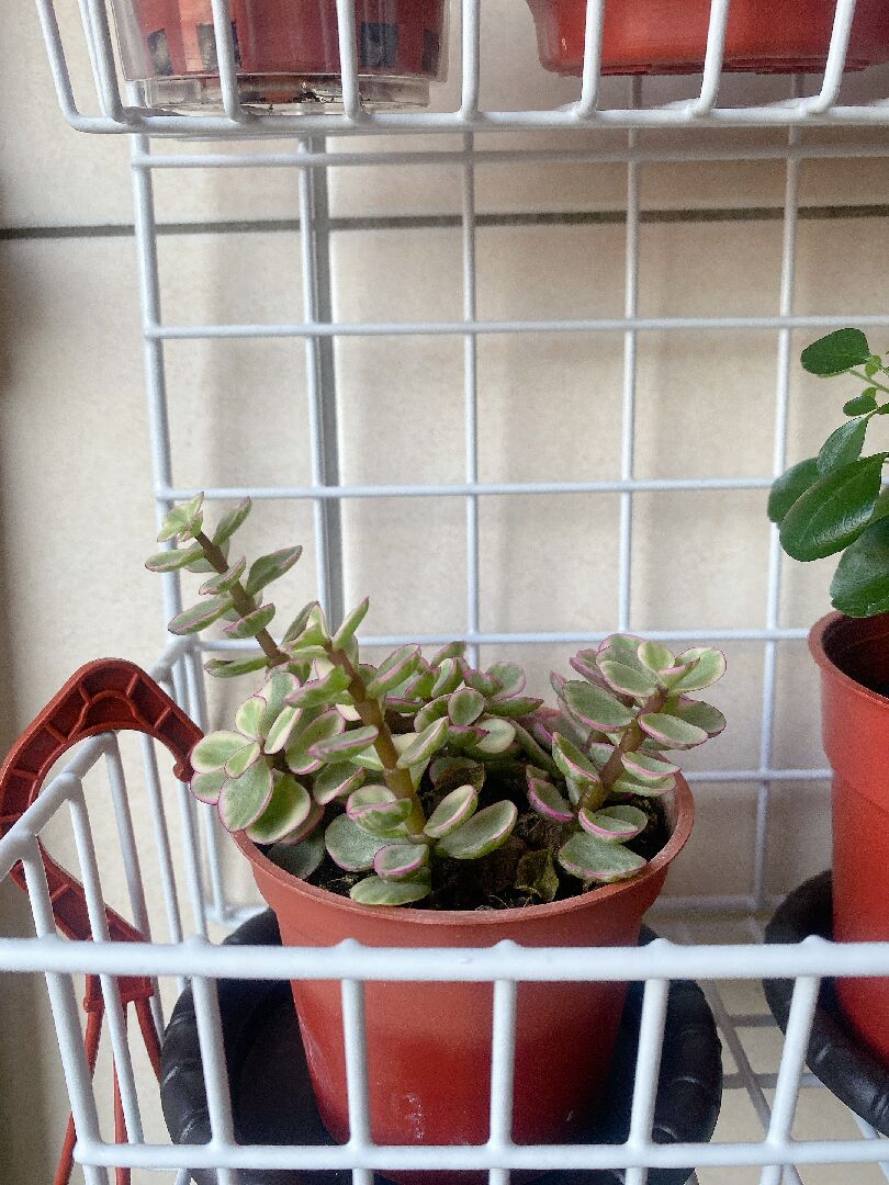 請問他叫什麼名字？