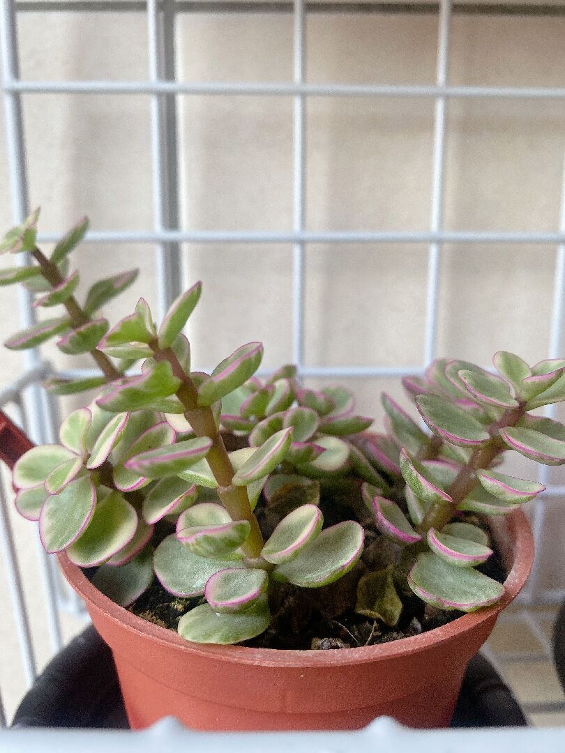 請問他叫什麼名字？