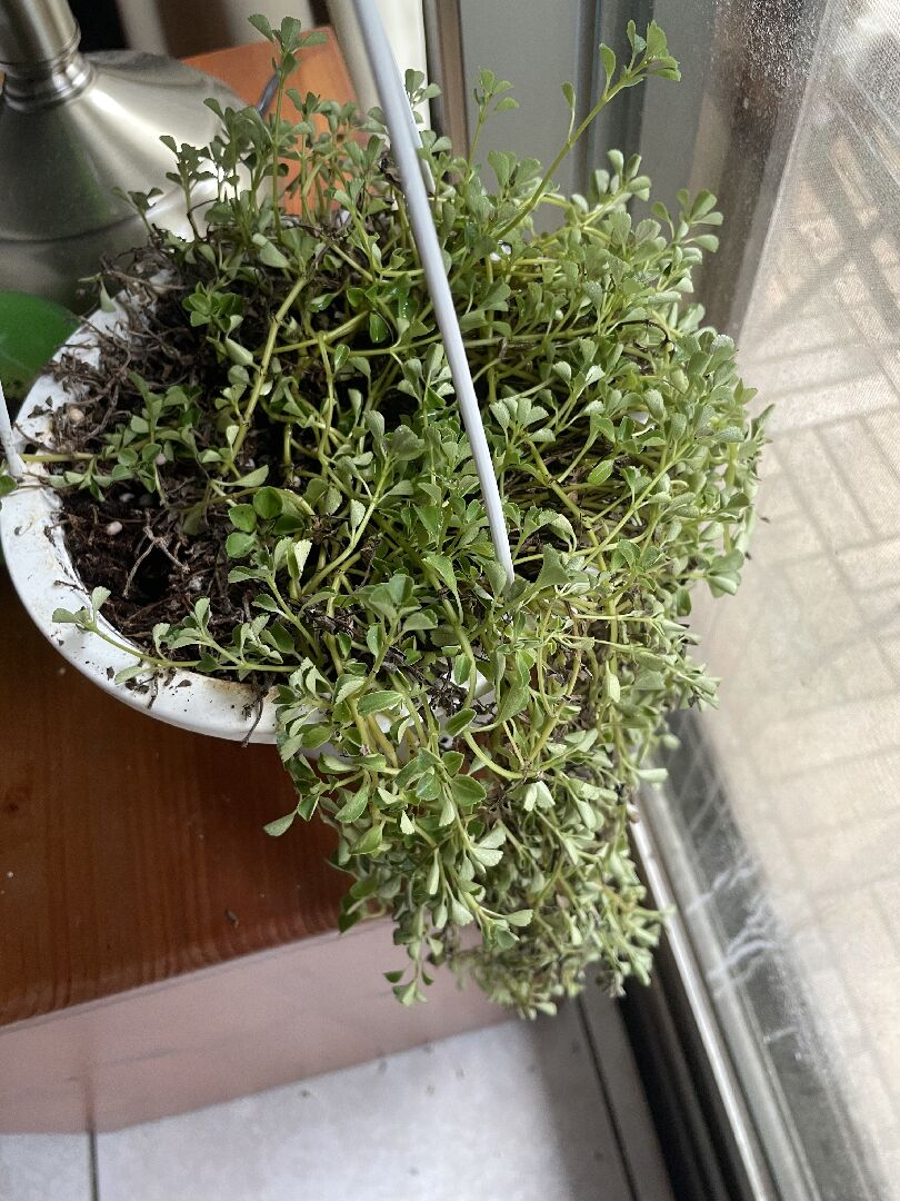 我的嬰兒淚軟掉了?