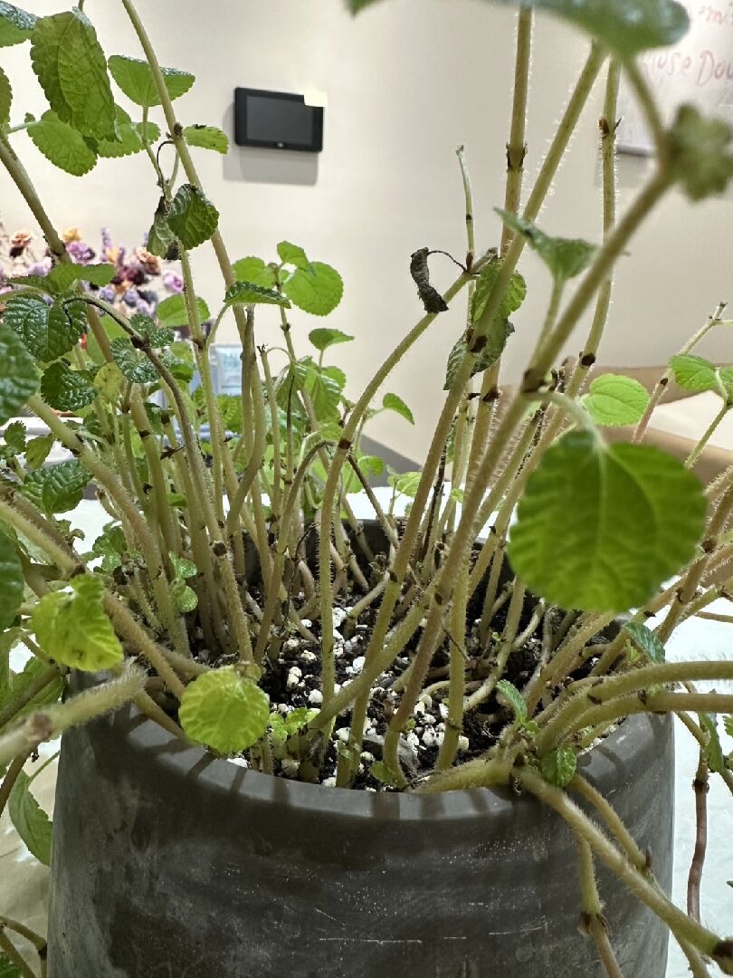 古錢冷水蔴網狀物、葉片黑化問題
