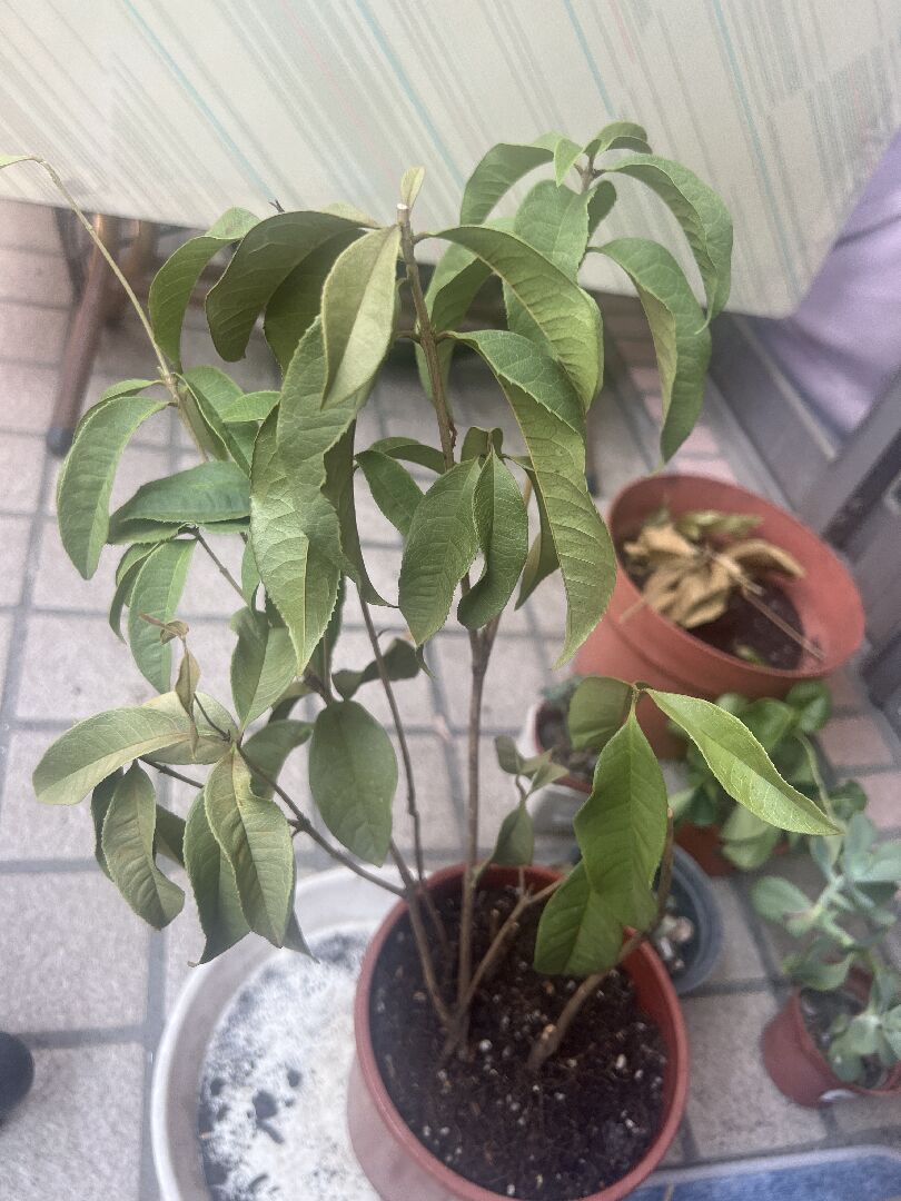 桂花的種植問題
