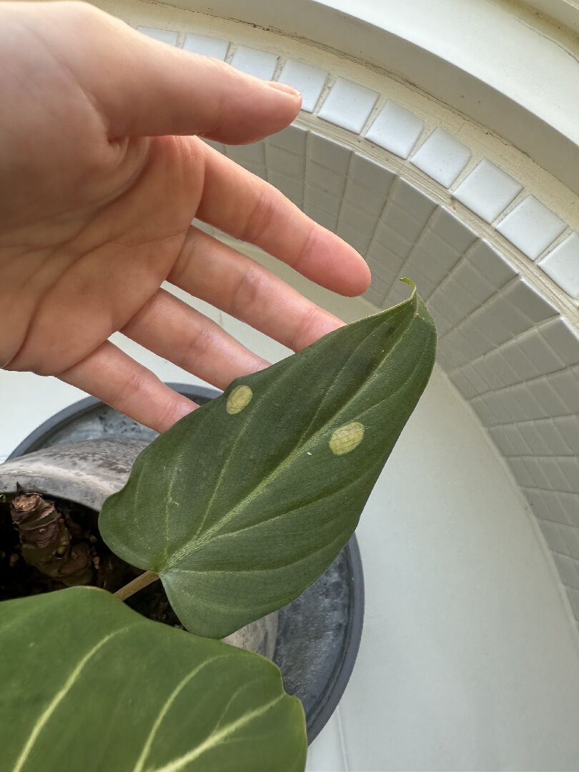 錦緞蔓綠絨出現白點