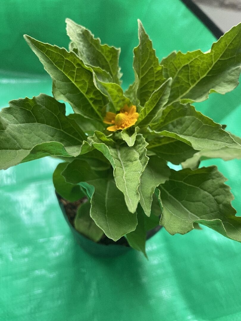 請問各位大神，這花市價值$8的小黃花是什麼名字呢？小花
