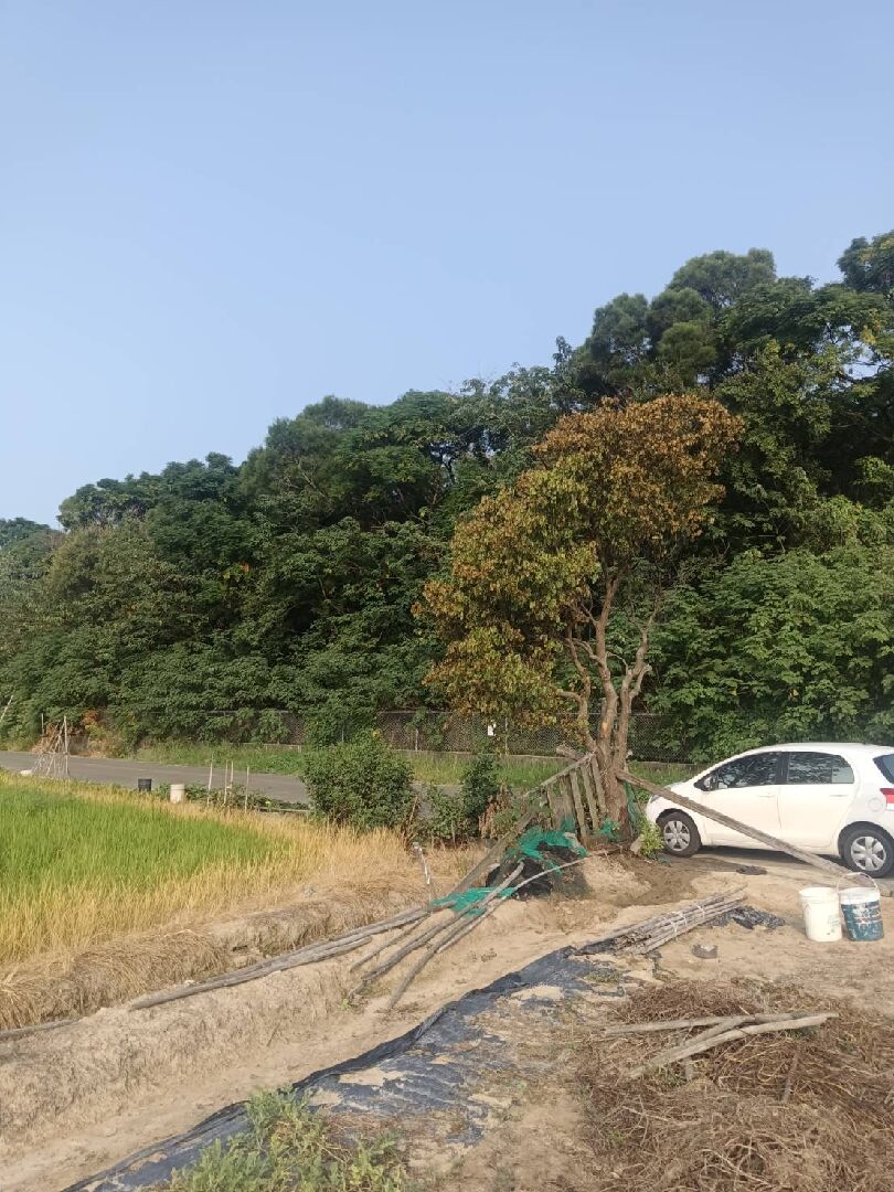 【急】我的樟樹生病了