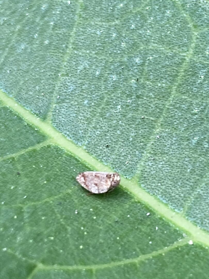 請問這隻昆蟲是什麼?