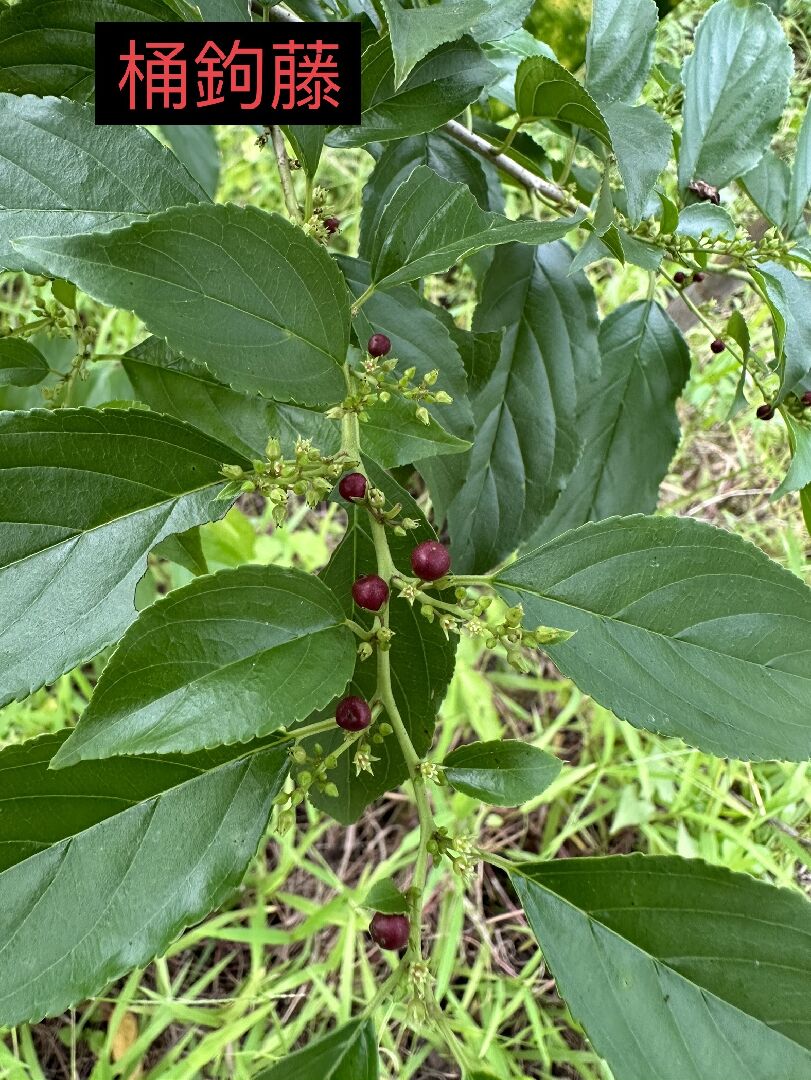 請問是什麼植物？