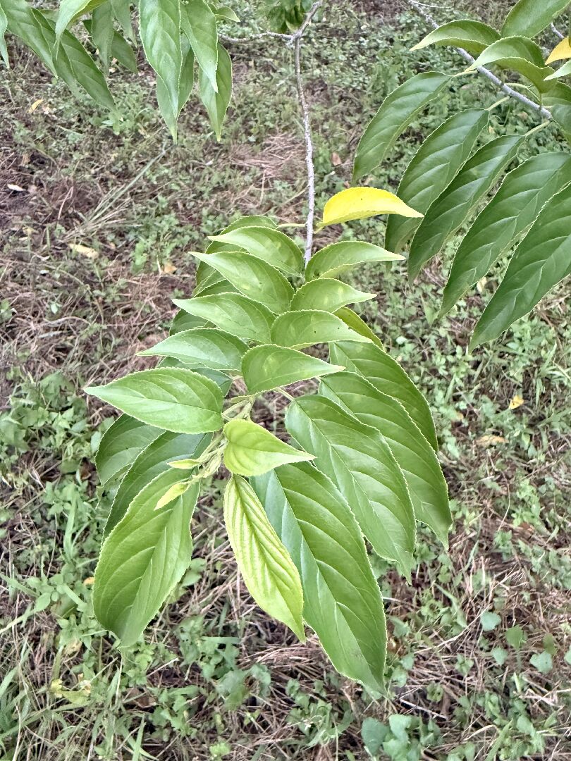 請問是什麼植物？