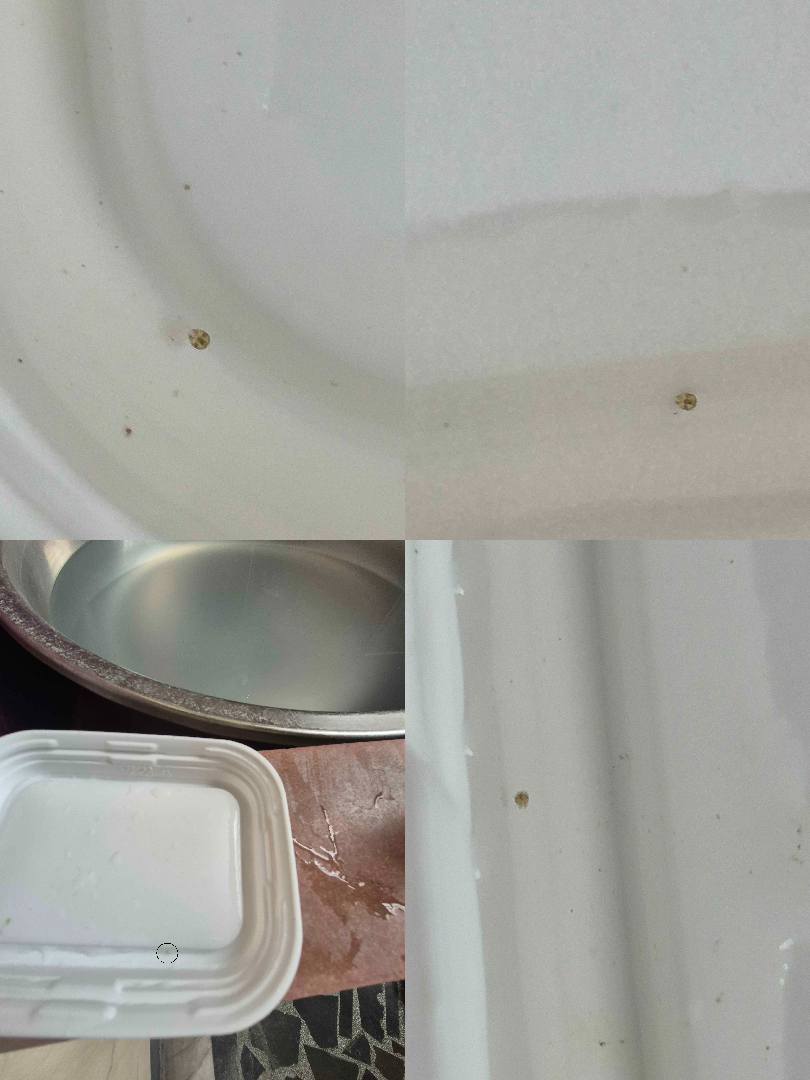 魚缸裡的極小生物