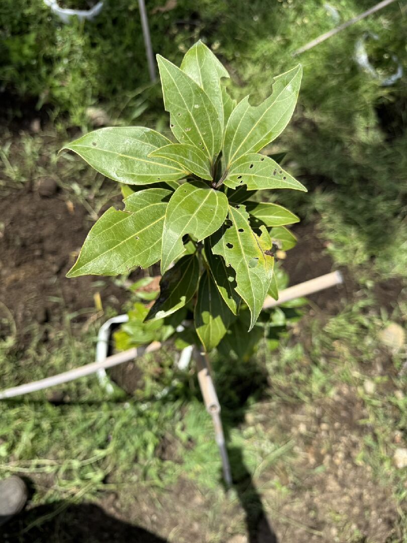 您好想問種植金新木薑子需注意什麼病蟲害？