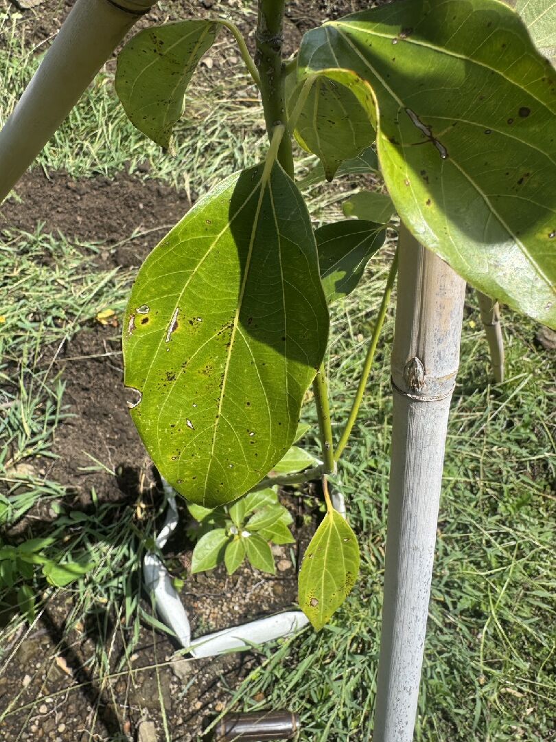 您好想問種植金新木薑子需注意什麼病蟲害？