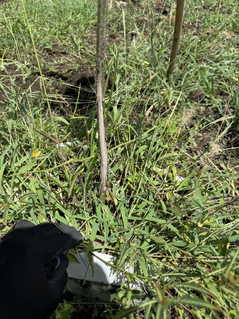 您好想問種植金新木薑子需注意什麼病蟲害？