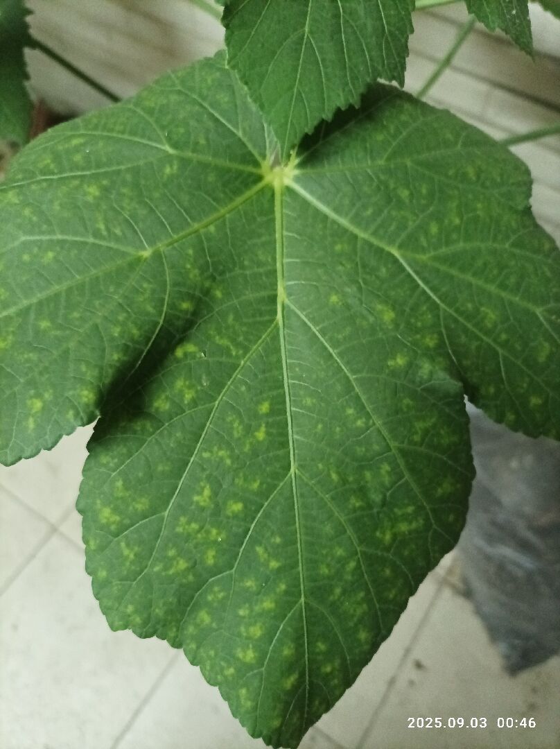 秋葵葉子黃點