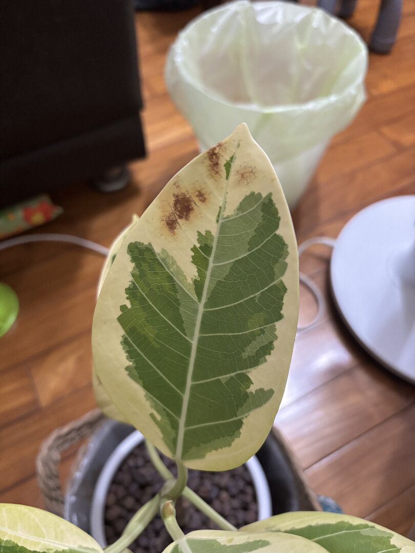 斑葉富貴榕葉子出現咖啡色斑