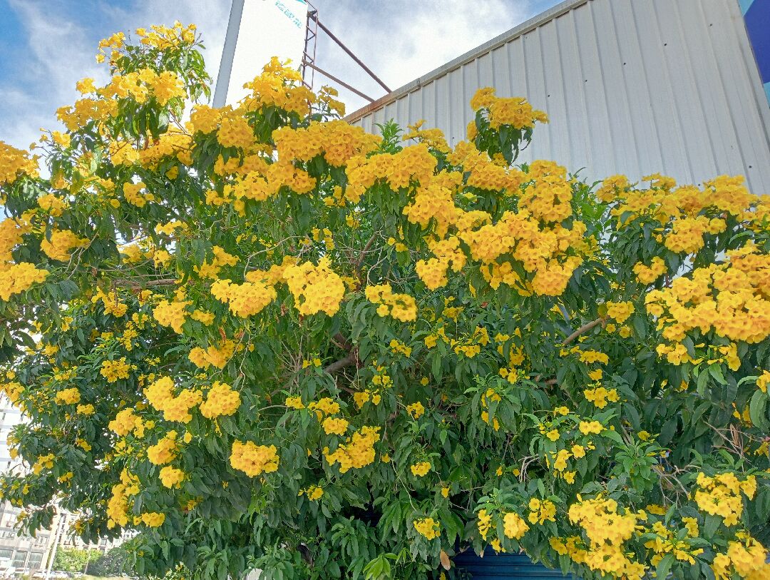 它是什麽黃花？一年開好幾次?