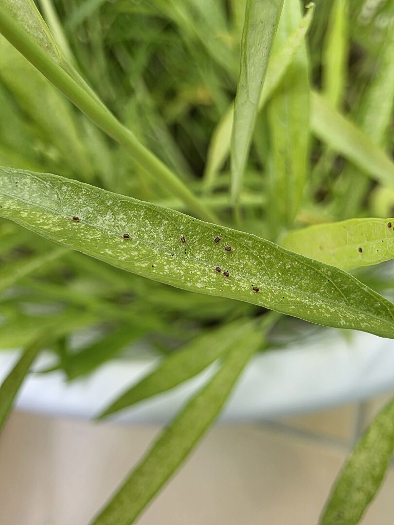 請問空心菜葉上面這是什麼