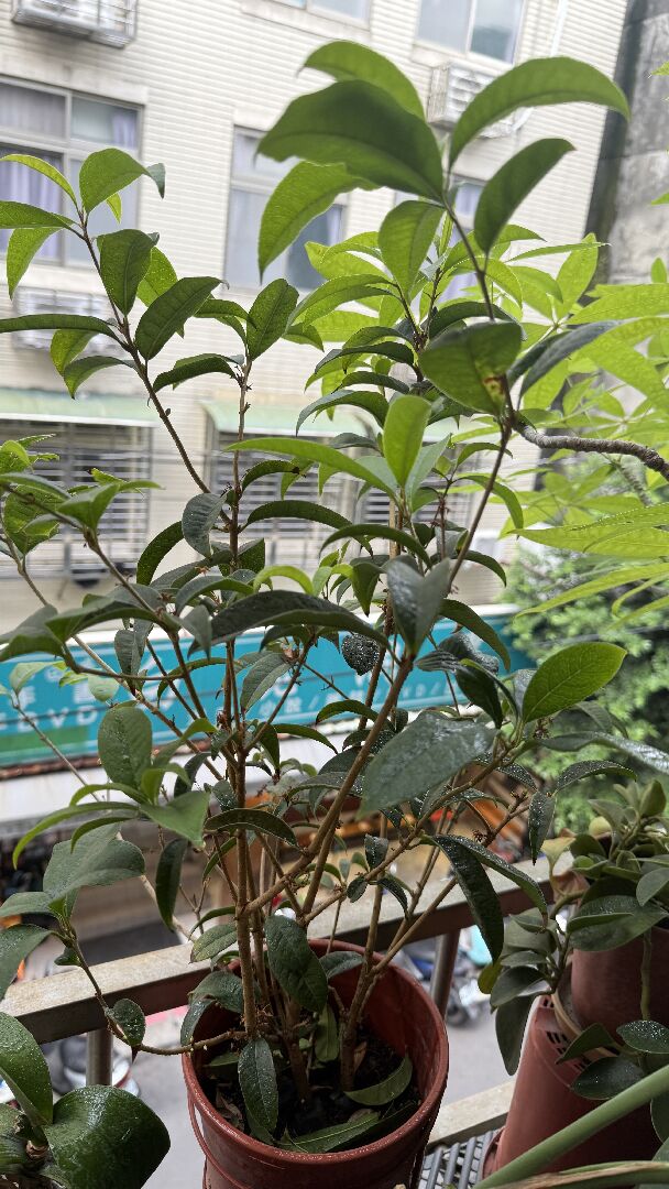 請問桂花為何突然一直落葉？